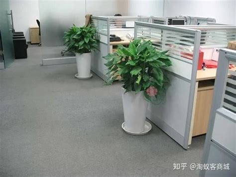 辦公室放植物 1988 生肖